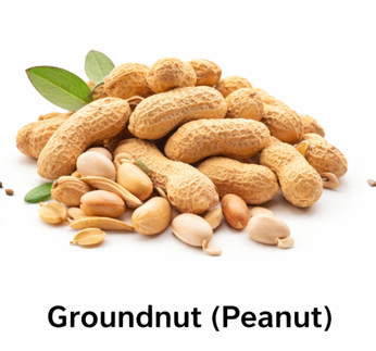 Groundnut